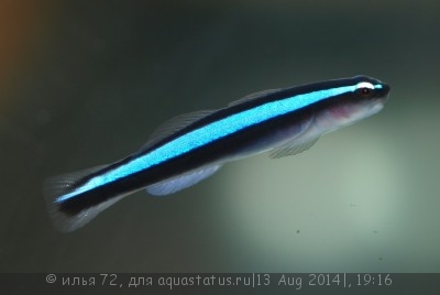Фото Бычок неоновый Elacatinus oceanops  (photo#58496)