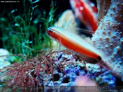 Фото Бычок неоновый красный Eviota nigriventris  (photo#58498)