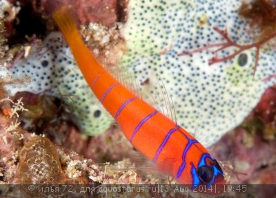 Фото Бычок Каталина Lythrypnus dalli  (photo#58506)