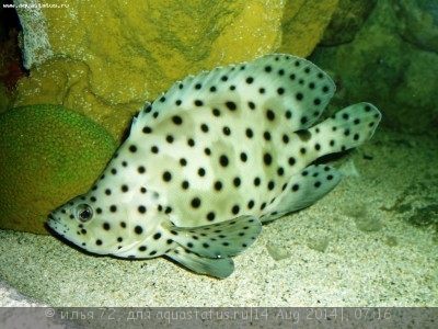 Фото Групер леопардовый Cromileptes altivelis  (photo#58536)