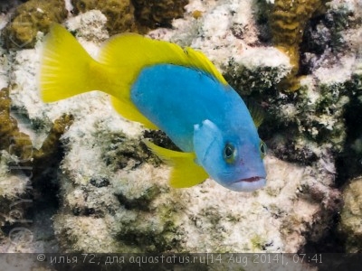 Фото Групер желто-голубой Epinephelus flavocaeruleus  (photo#58539)