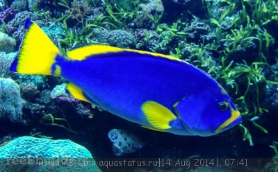 Фото Групер желто-голубой Epinephelus flavocaeruleus  (photo#58540)