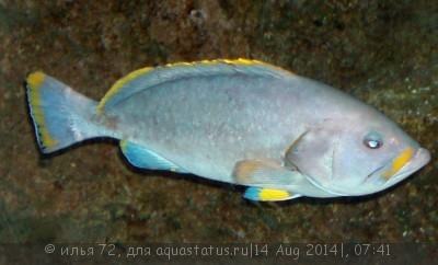 Фото Групер желто-голубой Epinephelus flavocaeruleus  (photo#58541)