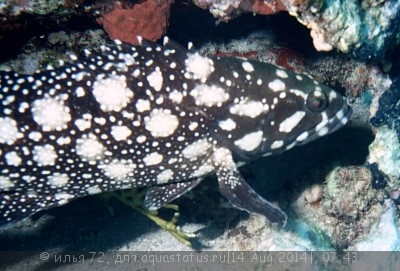 Фото Групер сумана Epinephelus summana  (photo#58542)