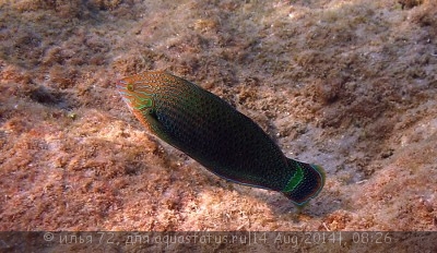 Фото Губан тамарин окаймленный Halichoeres marginatus  (photo#58551)