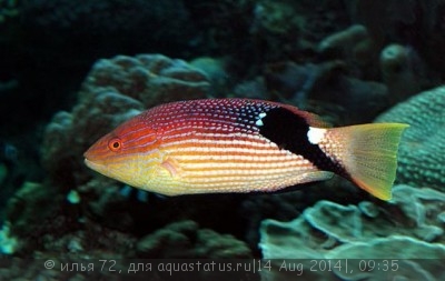 Фото Губан Бодиан макрурус Bodianus macrourus  (photo#58557)