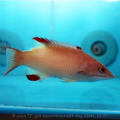 Фото Губан Бодиан бенгальский Bodianus neilli  (photo#58559)
