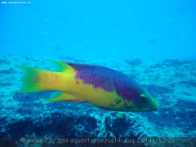 Фото Губан Бодиан испанский руфус Bodianus rufus  (photo#58561)