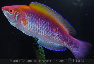 Фото Губан волшебный Cirrhilabrus flavidorsalis  (photo#58573)
