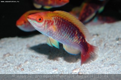 Фото Губан фея Лаббока Cirrhilabrus lubbocki  (photo#58576)
