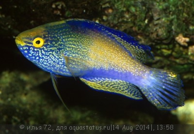 Фото Губан золотой ромбоидалис Cirrhilabrus rhomboidalis  (photo#58580)