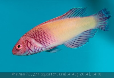 Фото Губан рубрис Cirrhilabrus rubrisquamis  (photo#58581)