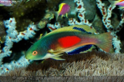 Фото Губан Скотта Cirrhilabrus scottorum  (photo#58594)