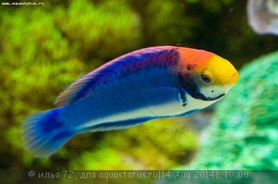 Фото Губан красный огненный Cirrhilabrus solorensis  (photo#58595)