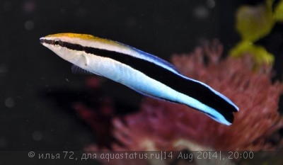 Губан-доктор обыкновенный (димидиатус) (Labroides dimidiatus)