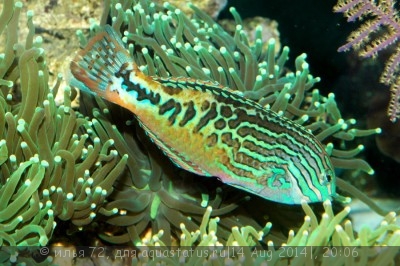 Фото Губан пятнистый леопардовый Macropharyngodon bipartitus  (photo#58608)