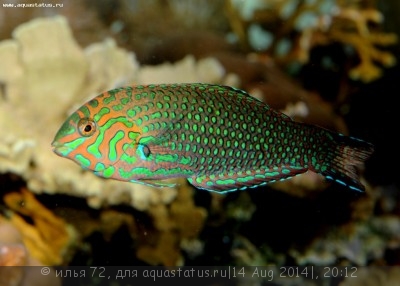 Фото Губан Макрофарингодон украшенный орнатус Macropharyngodon ornatus  (photo#58610)