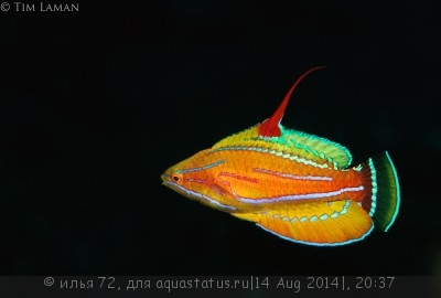 Фото Губан Парахейлин желтоплавничный Paracheilinus flavianalis  (photo#58616)