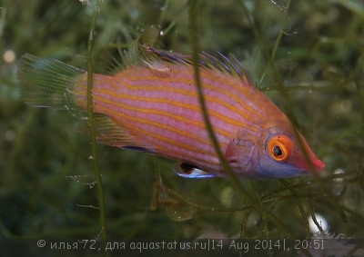 Фото Губан розовый Pseudocheilinops ataenia  (photo#58620)