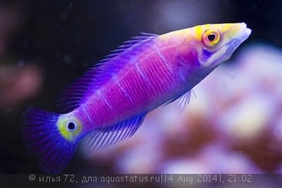 Фото Губан мистери Pseudocheilinus ocellatus  (photo#58623)