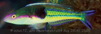 Фото Губан черношапочный Pseudojuloides severnsi  (photo#58624)