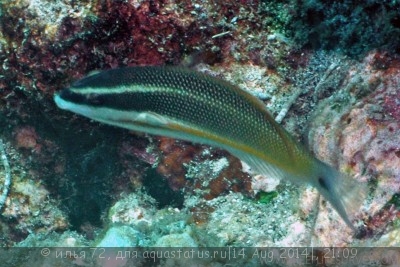 Фото Губан Стетоюлис оранжевополосый Stethojulis trilineata  (photo#58625)