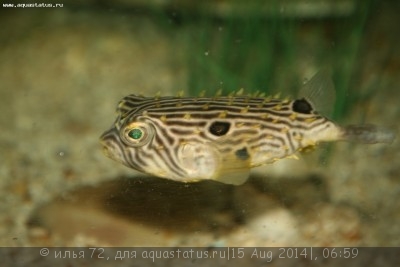 Фото Иглобрюх шоефи Chilomycterus schoepfi  (photo#58641)