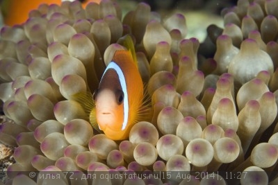 Фото Клоун барбара Amphiprion barberi  (photo#58656)