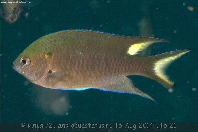 Фото Ласточка королевская Neopomacentrus cyanomos  (photo#58713)