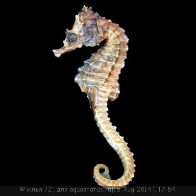 Фото Конек морской эректус Hippocampus erectus  (photo#58730)