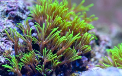 Фото Пахиклавулярия Pachyclavularia sp.  (photo#58855)