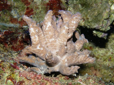 Фото Альциониум Alcyonium sp.  (photo#58858)