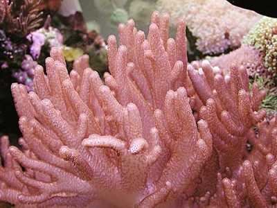 Фото Альциониум Alcyonium sp.  (photo#58860)