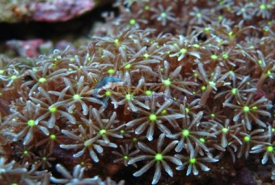 Фото Антелия, Пульсирующий коралл Anthelia sp.  (photo#58862)