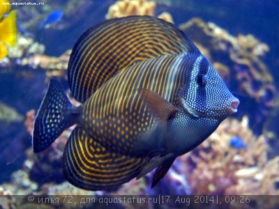 Фото Зебрасома парусная Zebrasoma desjardini  (photo#58936)