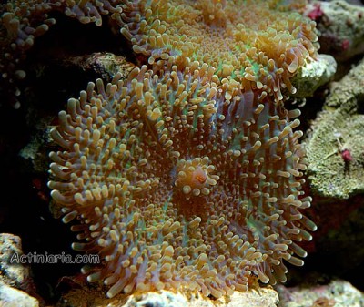 Фото Дискоактиния Юма Дискоактиния волосатая Ricordea yuma  (photo#59042)