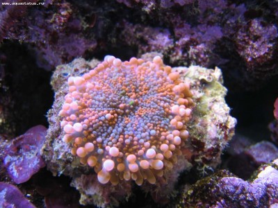 Фото Дискоактиния Юма Дискоактиния волосатая Ricordea yuma  (photo#59043)