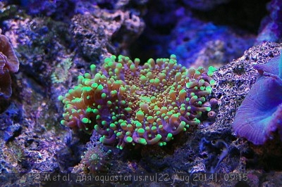 Фото Дискоактиния Юма Дискоактиния волосатая Ricordea yuma  (photo#59051)