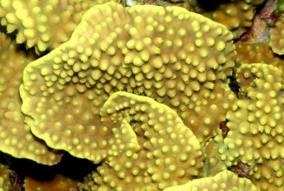 Фото Турбинария Turbinaria sp.  (photo#59067)