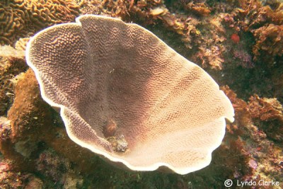 Фото Турбинария Turbinaria sp.  (photo#59068)