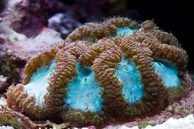 Фото Бластомусса Blastomussa wellsi  (photo#59077)