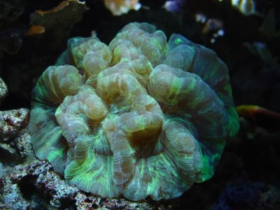 Фото Трахифилия Trachyphyllia radiata  (photo#59086)