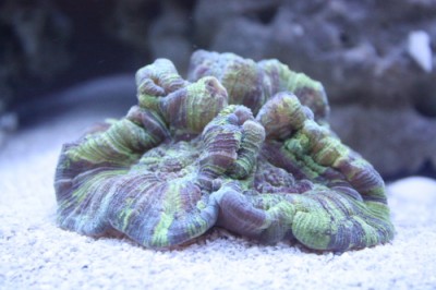 Фото Трахифилия Trachyphyllia radiata  (photo#59087)