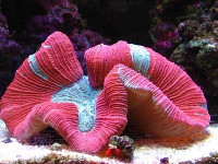 Фото Трахифиллия Жофруа Trachyphyllia geoffroyi  (photo#59088)