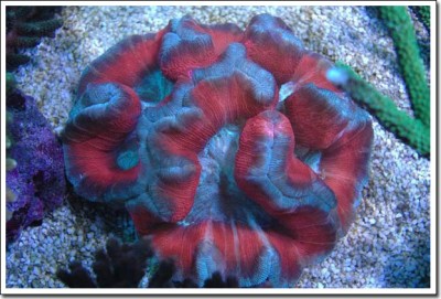 Фото Трахифиллия Жофруа Trachyphyllia geoffroyi  (photo#59089)