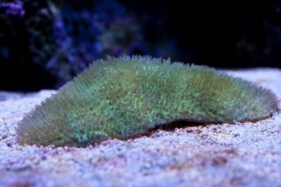Фото Полифиллия Polyphyllia sp.  (photo#59092)