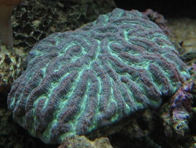 Фото Платигира Platygyra sp.  (photo#59116)