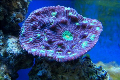 Фото Мицедиум Mycedium sp.  (photo#59123)