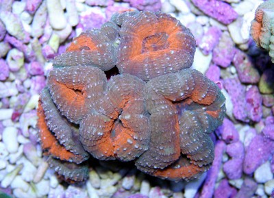 Фото Лобофиллия Lobophyllia sp.  (photo#59124)