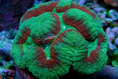 Фото Лобофиллия Lobophyllia sp.  (photo#59125)